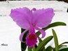 Cattleya trianae